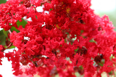 35 RED CREPE MYRTLE Lagerstroemia Indica Flowering Shrub Bush Small Tree Seeds
